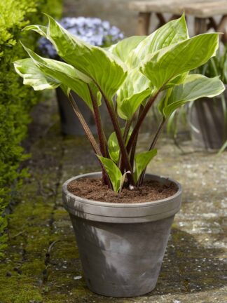 Hosta Sorbet - case