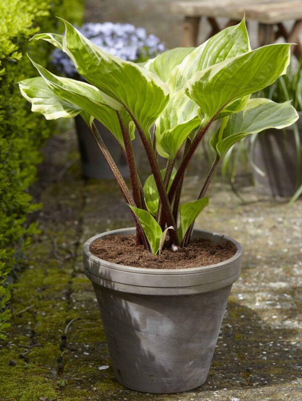 Hosta Sorbet