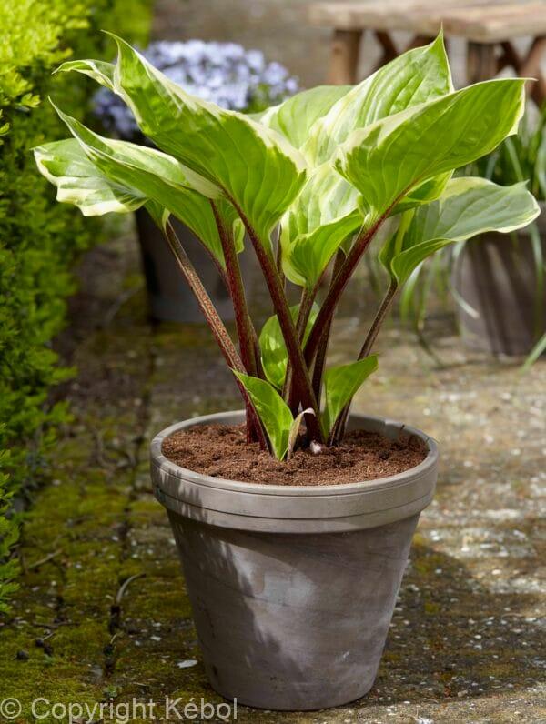 Hosta Sorbet