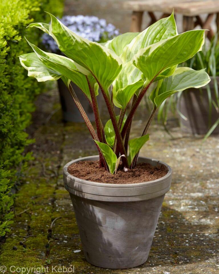 Hosta Sorbet