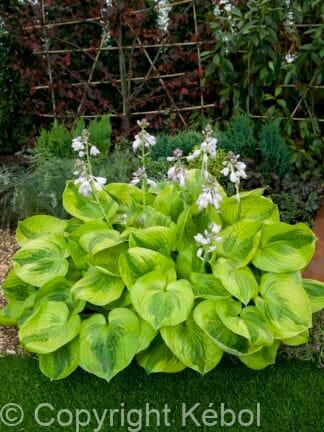 Hosta Summer Breeze - case