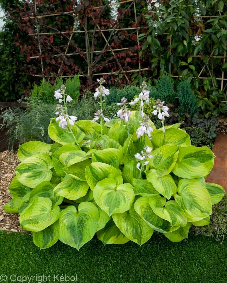 Hosta Summer Breeze