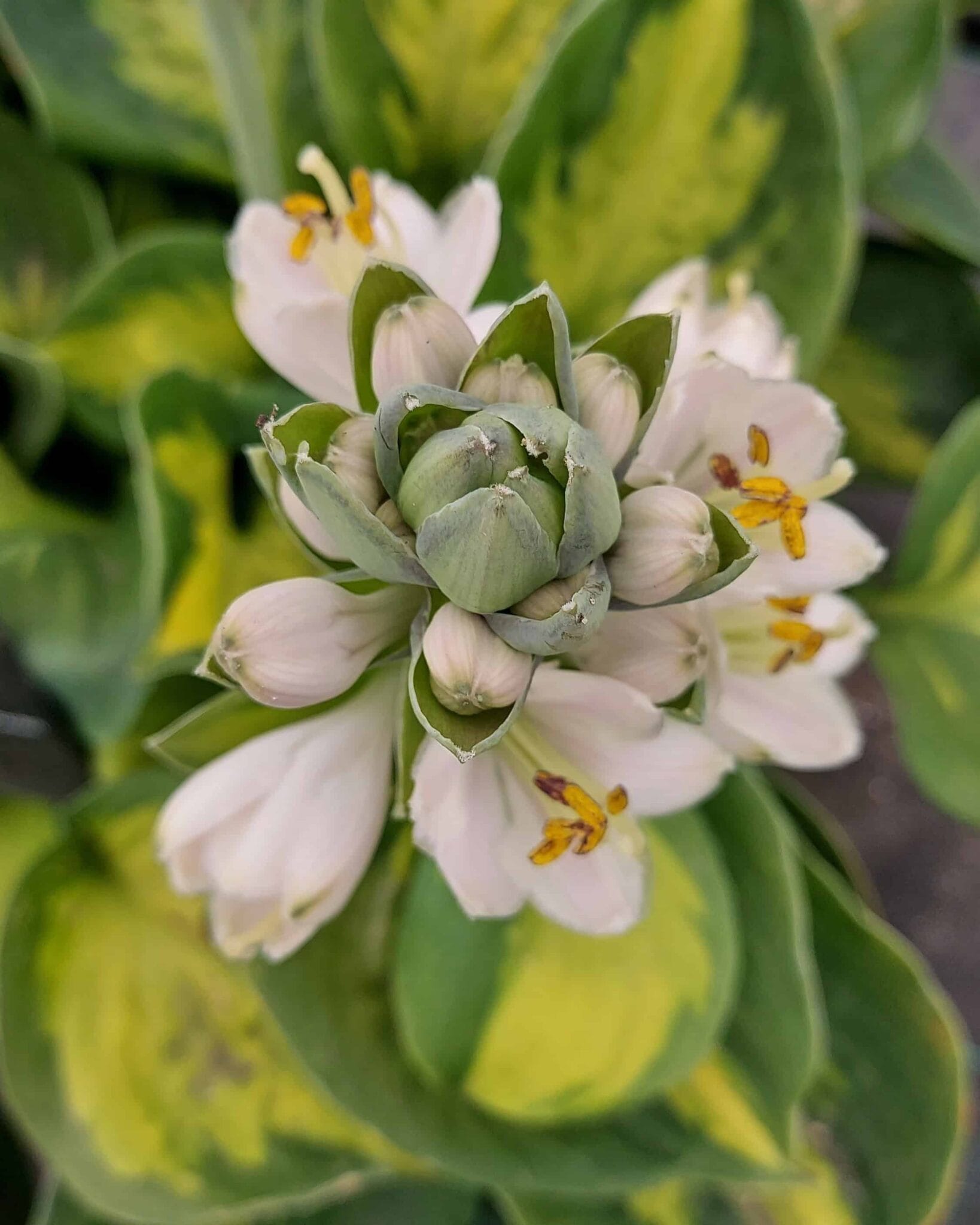 Hosta Sunset Grooves