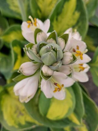 Hosta Sunset Grooves - case