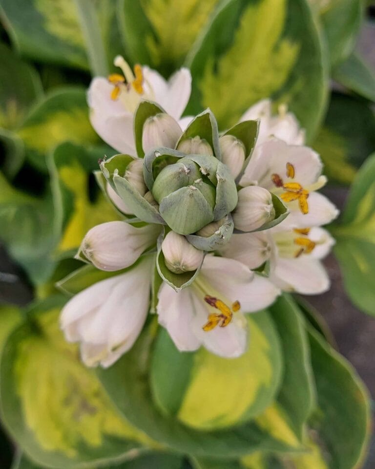 Hosta Sunset Grooves