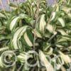 Hosta Twisted Spearmint