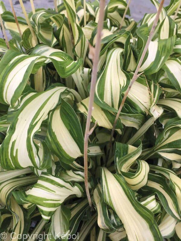 Hosta Twisted Spearmint