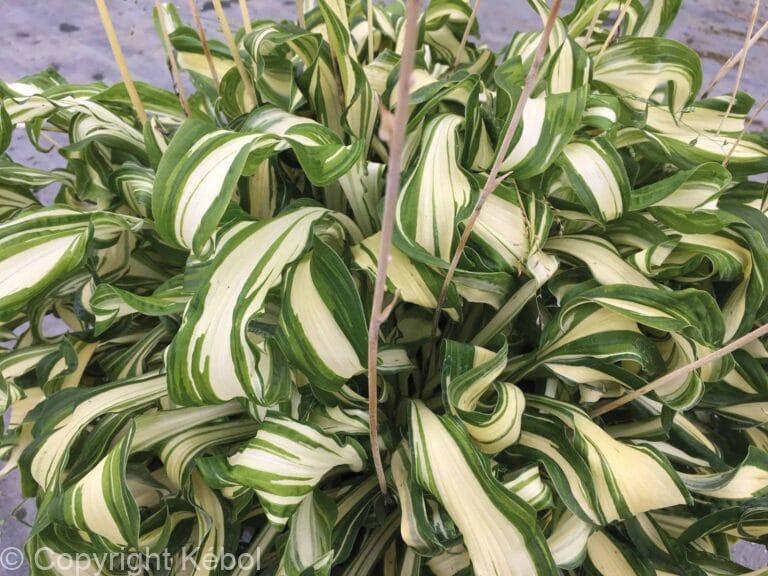 Hosta Twisted Spearmint