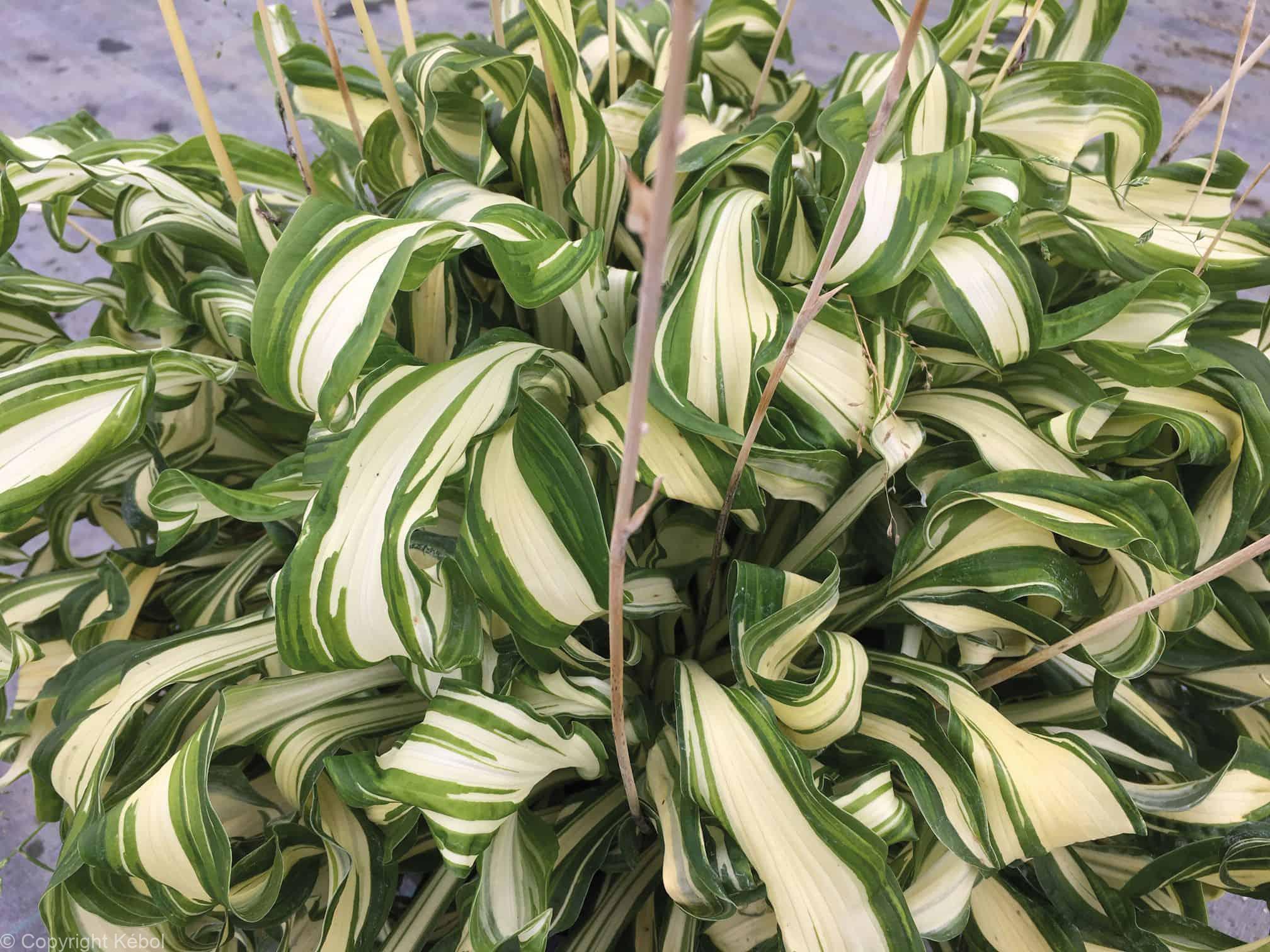 Hosta Twisted Spearmint