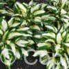 Hosta Vulcan