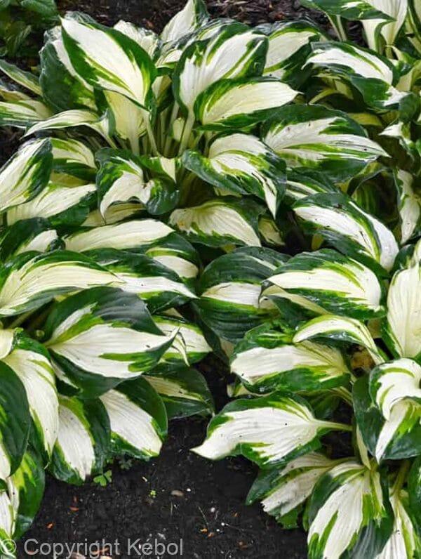 Hosta Vulcan
