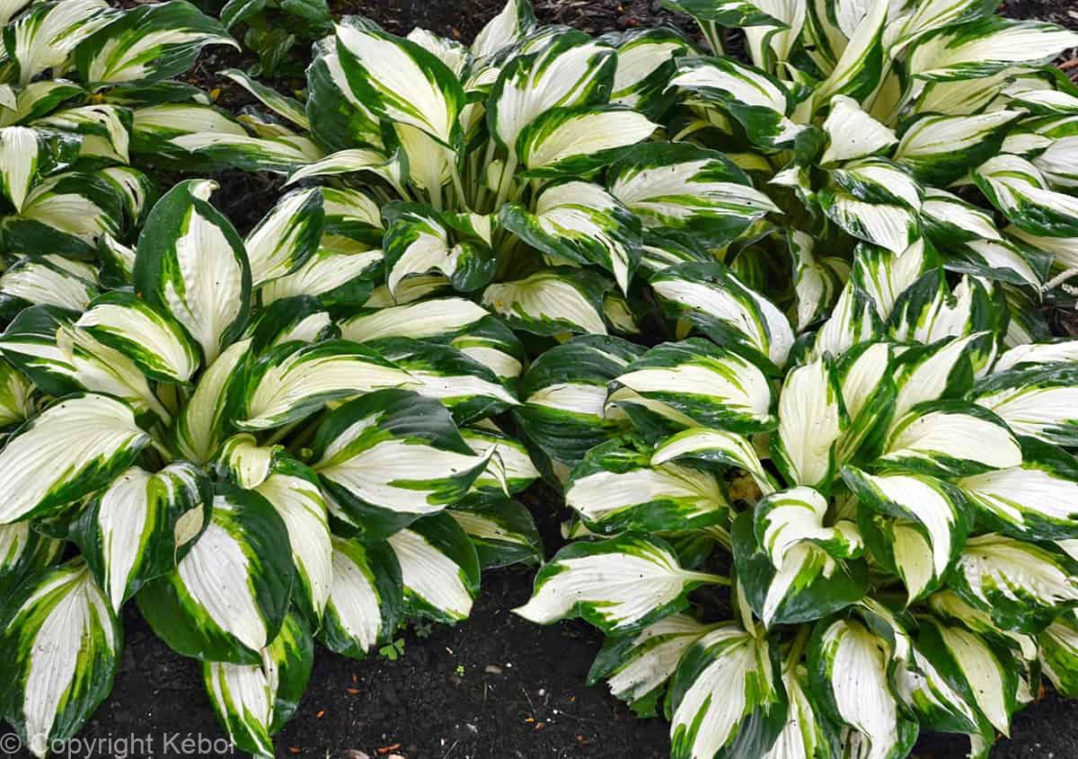 Hosta Vulcan