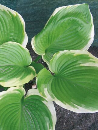 Hosta Winter Snow - case