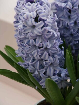 Hyacinthus Carribean Dream