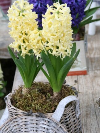 Hyacinthus City of Haarlem