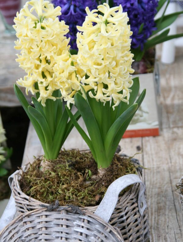 Hyacinthus City of Haarlem