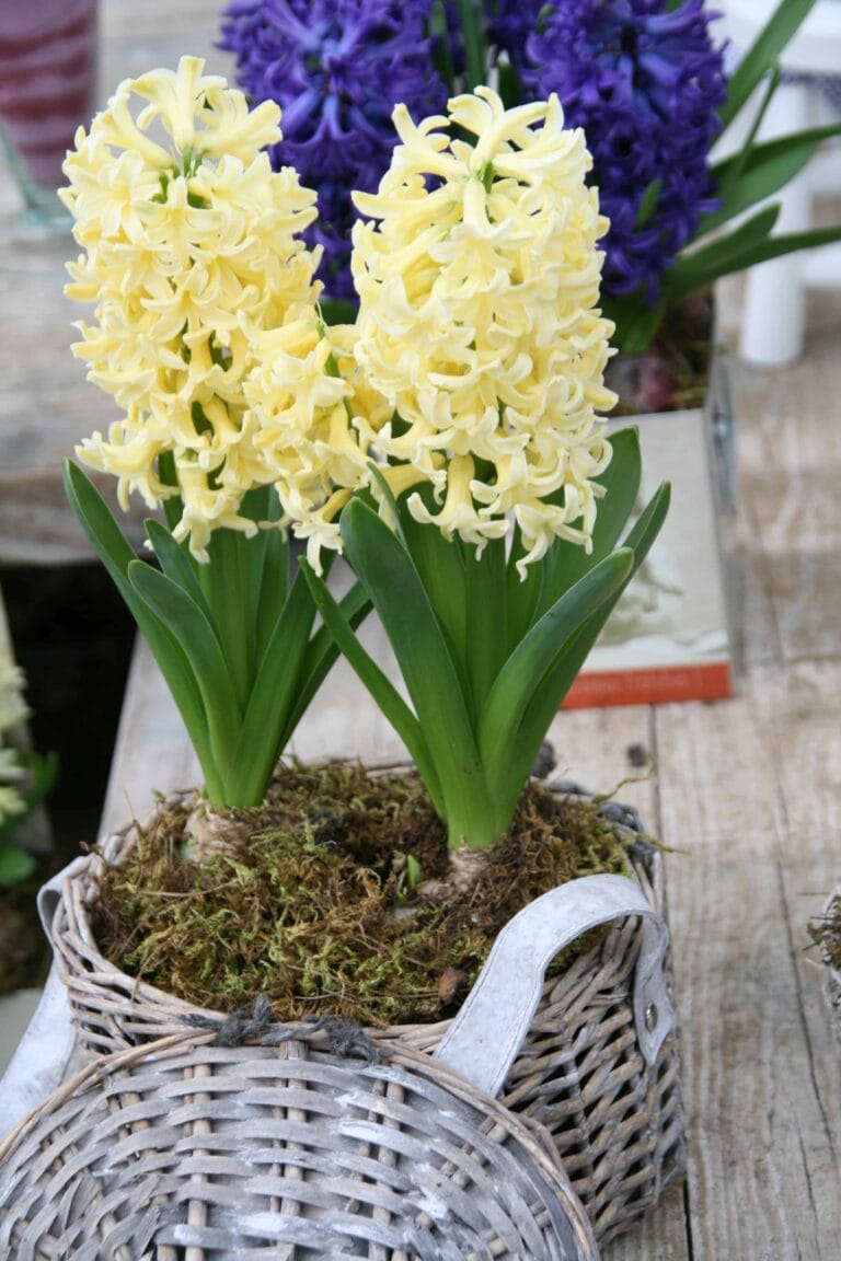 Hyacinthus City of Haarlem
