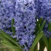 Hyacinthus Delft Blue