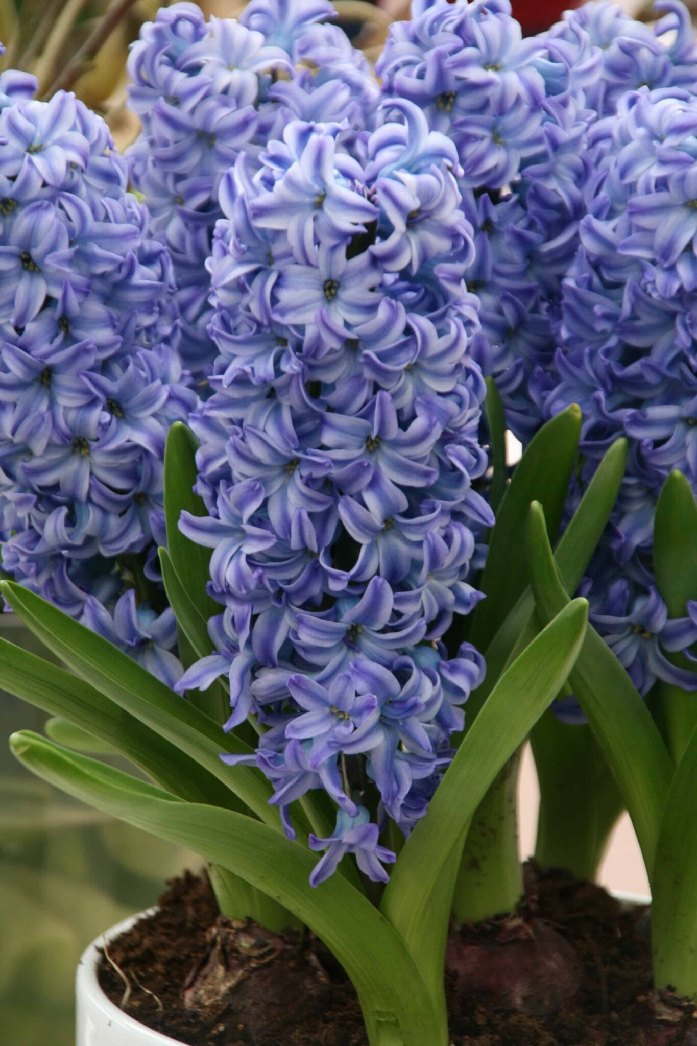 Hyacinthus Delft Blue