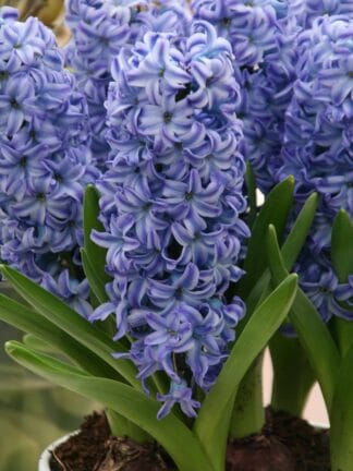 Hyacinthus Delft Blue