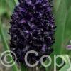 Hyacinthus Midnight Sky