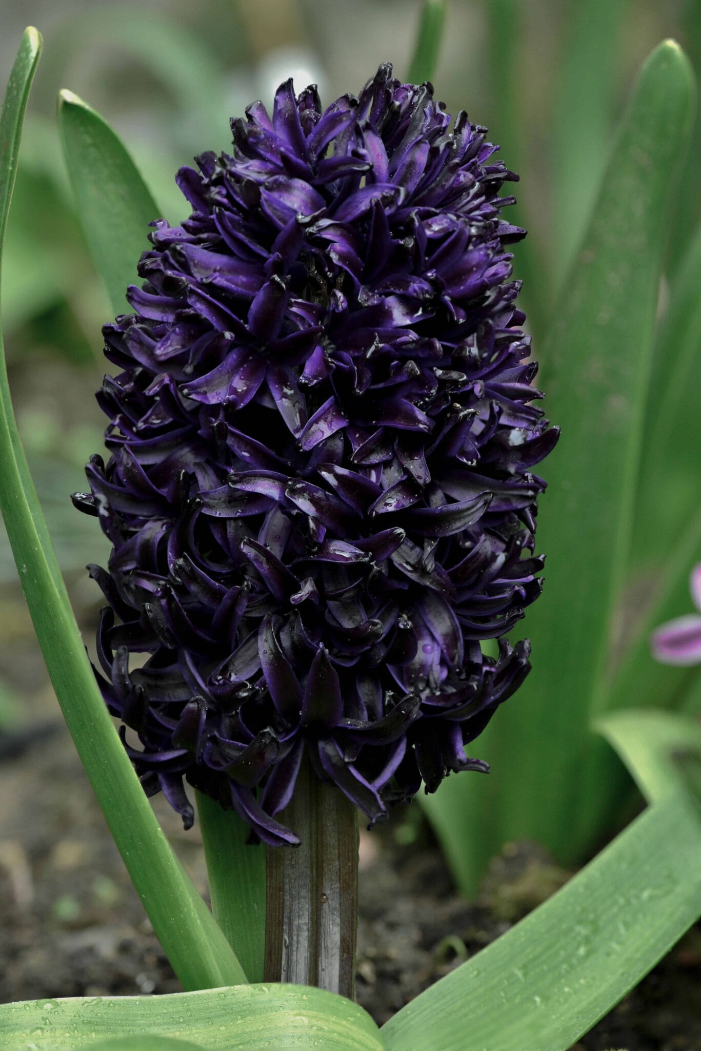 Hyacinthus Midnight Sky