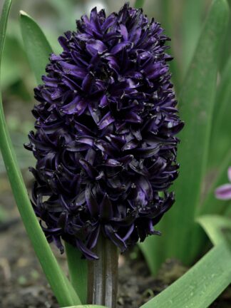 Hyacinthus Midnight Sky