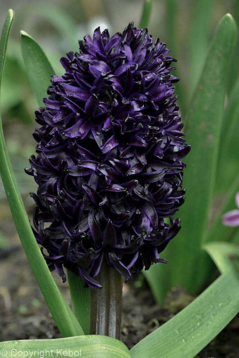 Hyacinthus Midnight Sky