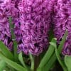 Hyacinthus Miss Saigon