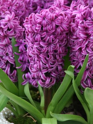 Hyacinthus Miss Saigon
