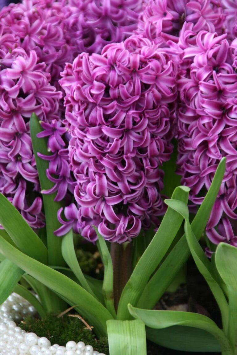 Hyacinthus Miss Saigon