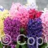 Hyacinthus Mixed