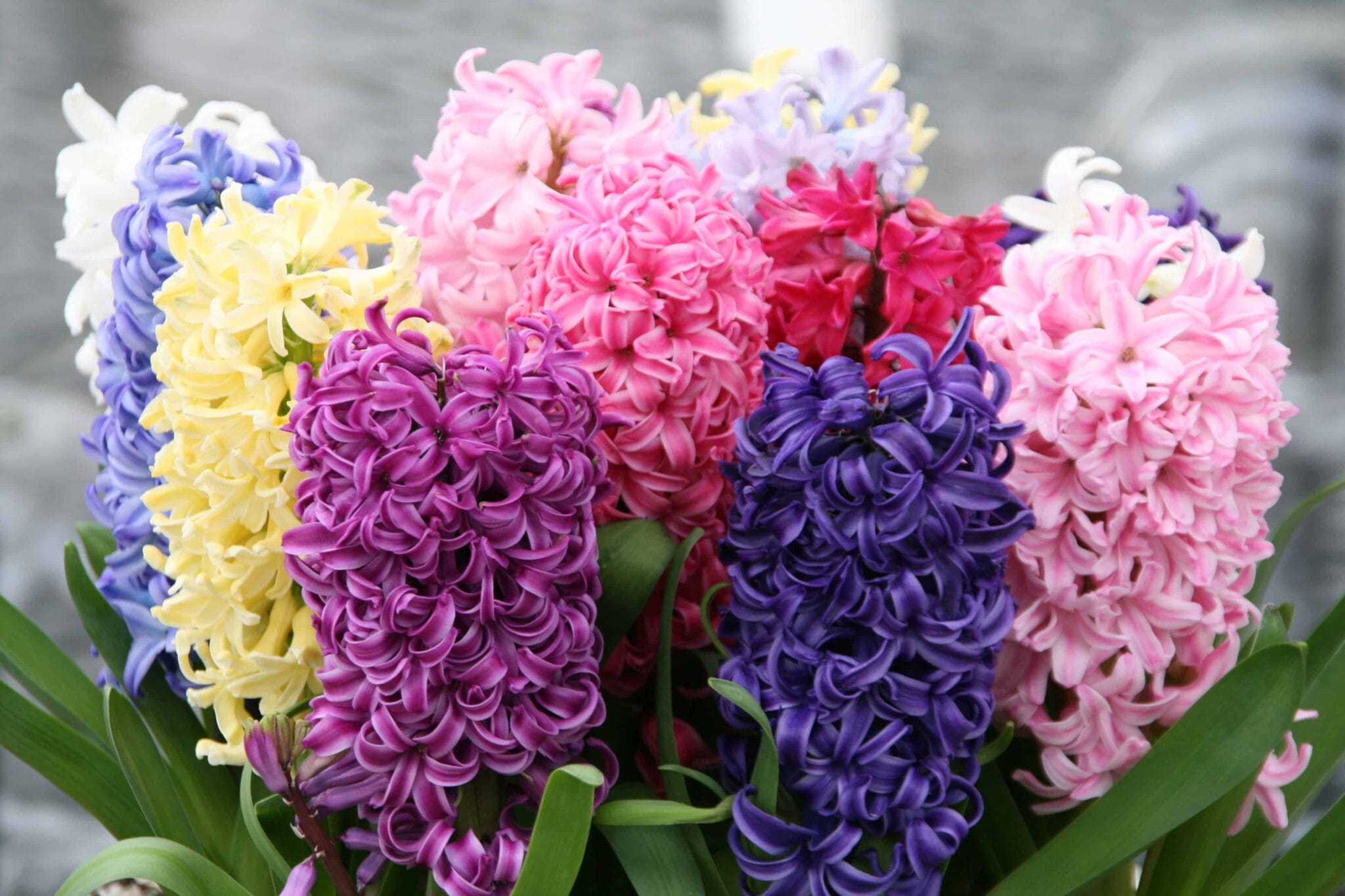 Hyacinthus Mixed