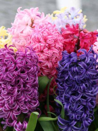 Hyacinthus Mixed