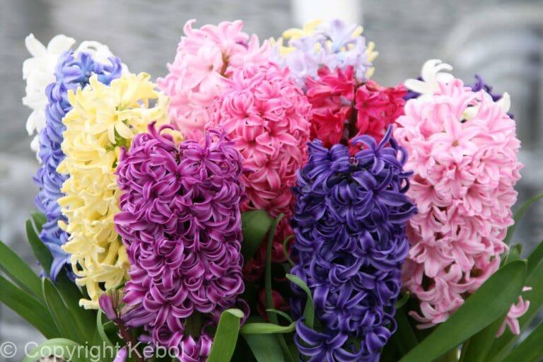Hyacinthus Mixed