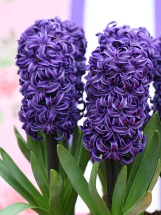 Hyacinthus Peter Stuyvesant