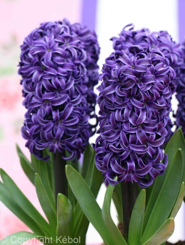 Hyacinthus Peter Stuyvesant