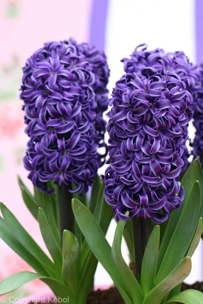 Hyacinthus Peter Stuyvesant