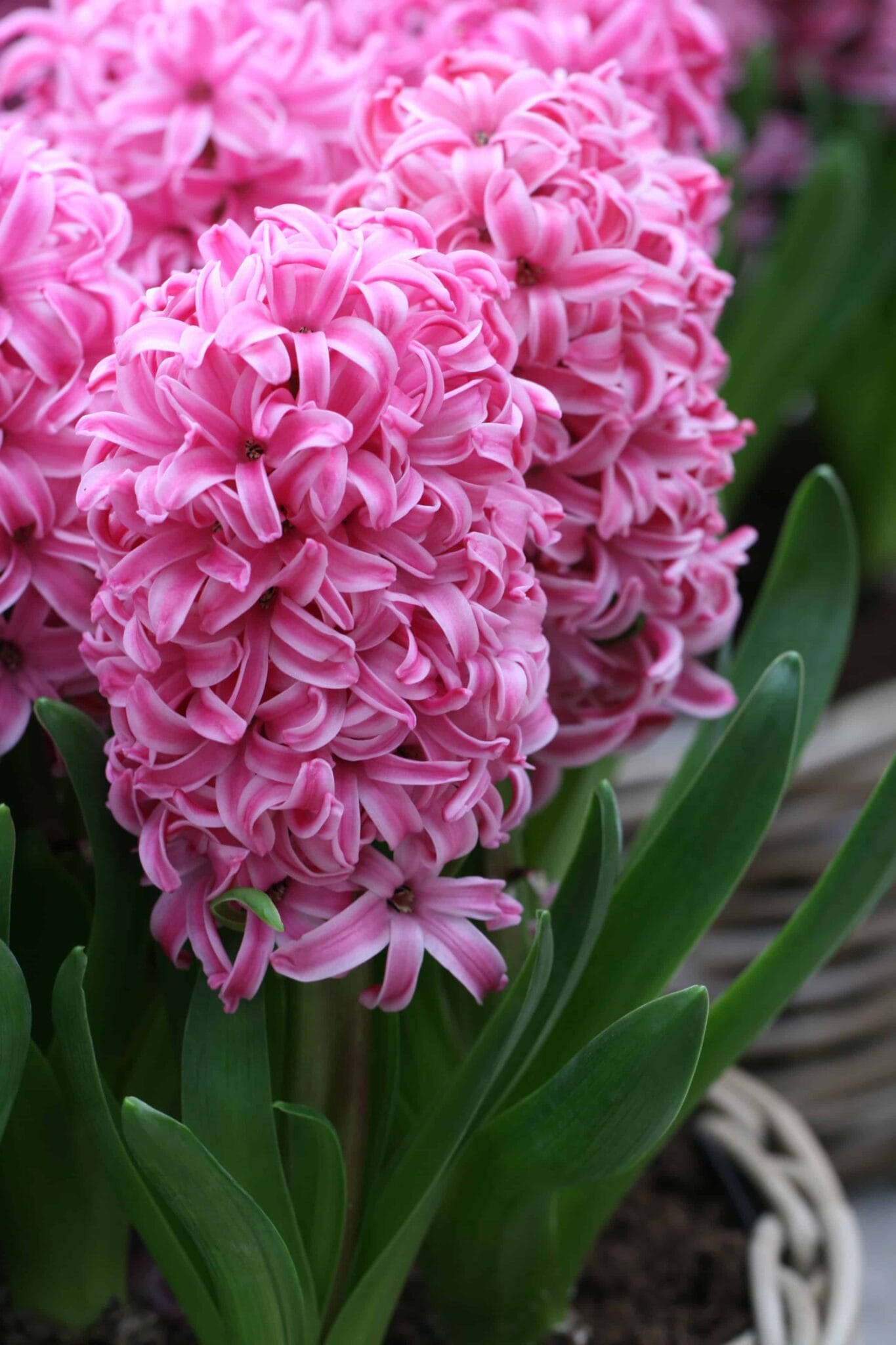 Hyacinthus Pink Pearl