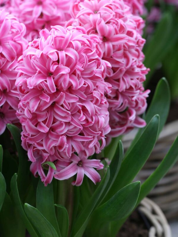 Hyacinthus Pink Pearl