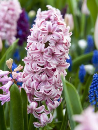 Hyacinthus Splendid Cornelia