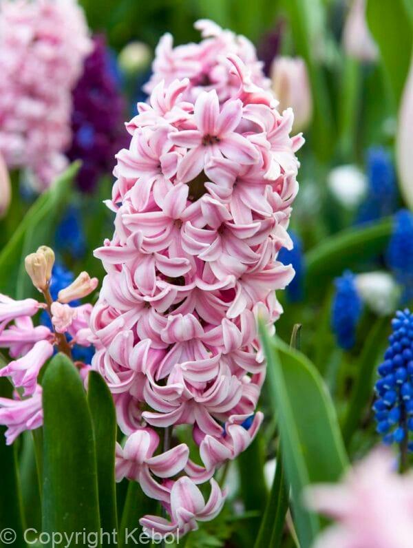 Hyacinthus Splendid Cornelia