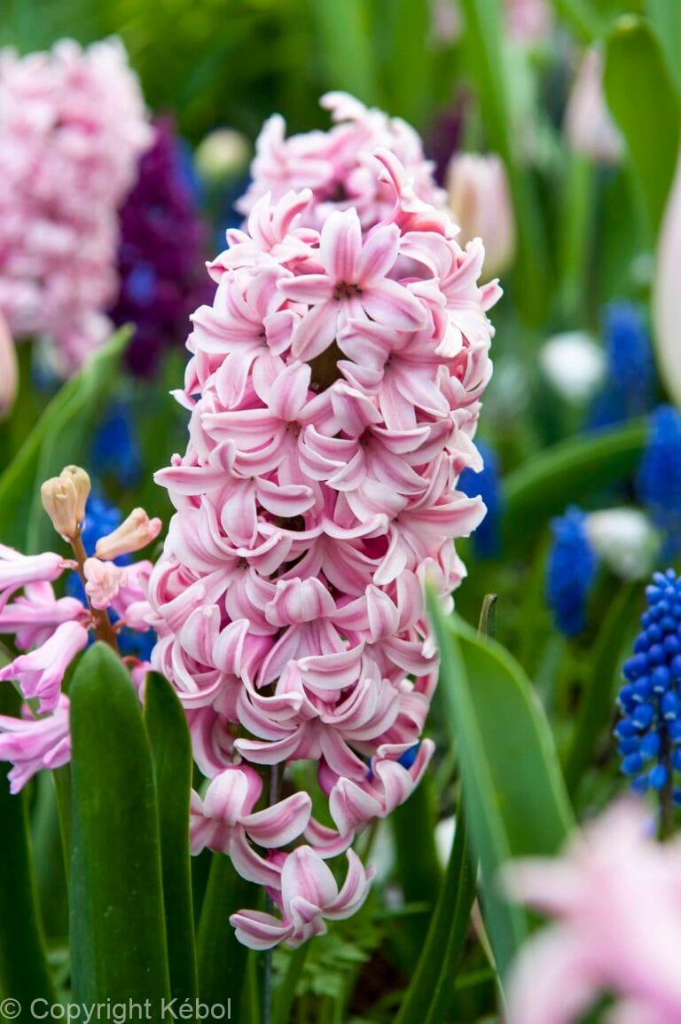 Hyacinthus Splendid Cornelia