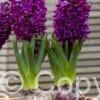 Hyacinthus Woodstock
