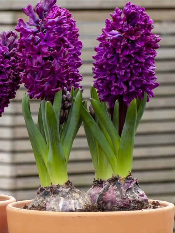 Hyacinthus Woodstock