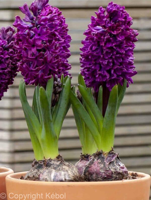 Hyacinthus Woodstock