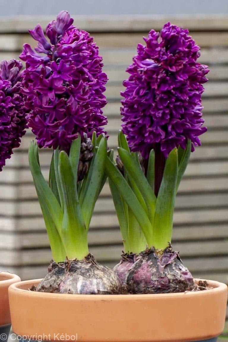 Hyacinthus Woodstock
