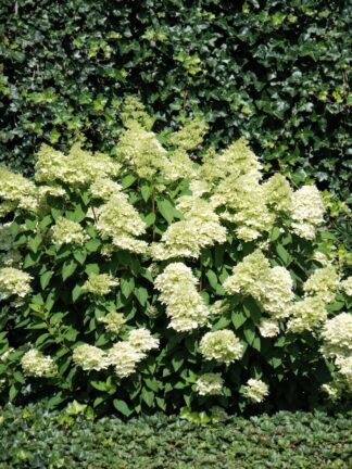 Hydrangea Magical Candle - bag