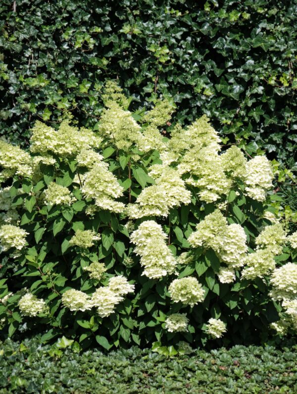 Hydrangea Magical Candle