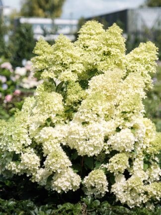 Hydrangea Magical Lime Sparkle - bag